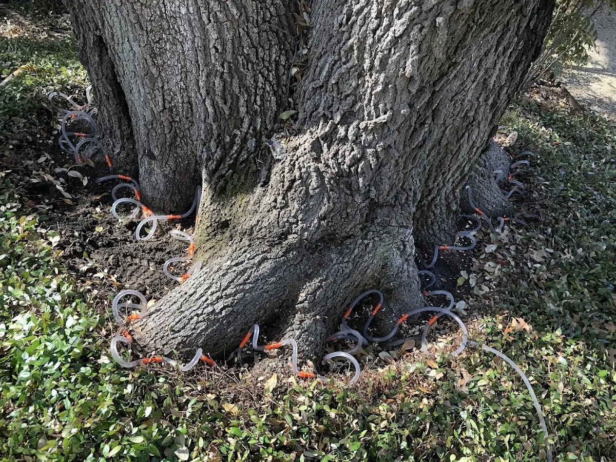 Detailed Tree Cabling and Bracing job site in Dysart