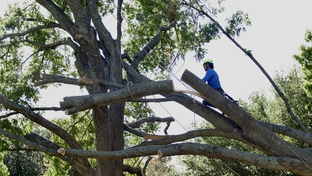 Professional Crown Thinning performed by certified arborists in Dysart