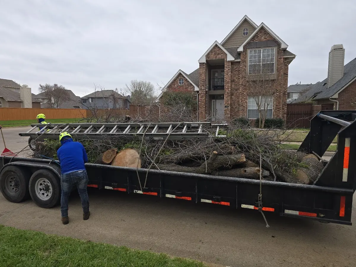 Expert Tree Pest Control with proper safety equipment in Dysart